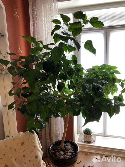 Цветок гибискус-китайская роза