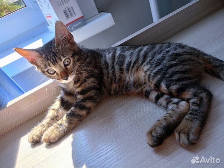 Бенгальская кошечка