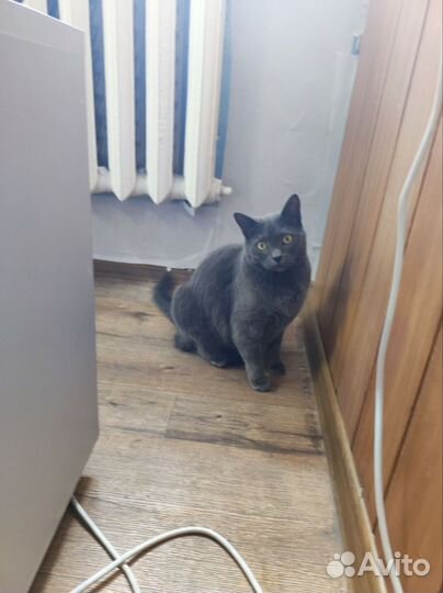 Британский кот