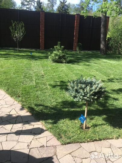 Рулонный газон от производителя эконом