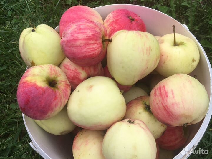 Яблоки домашние