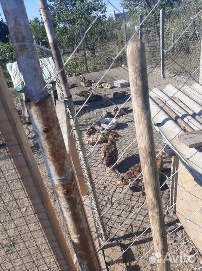 Мускусные утки