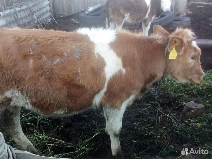 Нетель герефорд