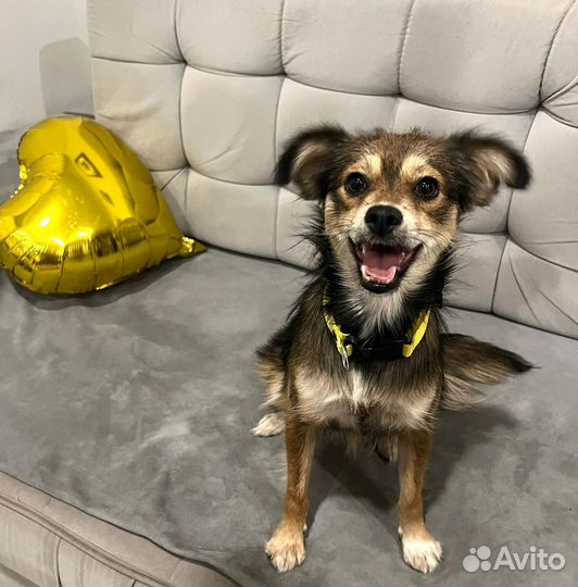 Маленькая собака