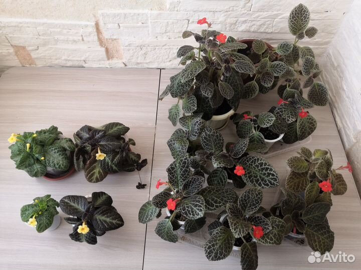 Комнатные растения цветы