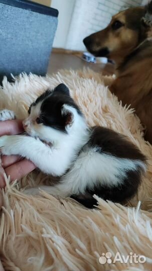 Котенок в дар