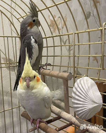 Попугай корелла птенец