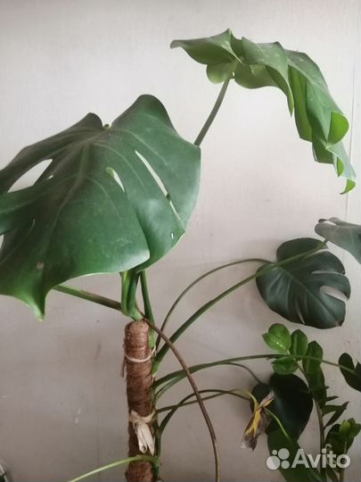 Монстера в подарок сансевиерию