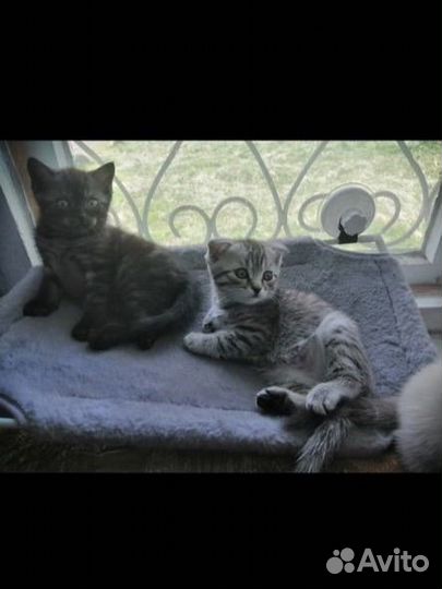 Шотландские котята