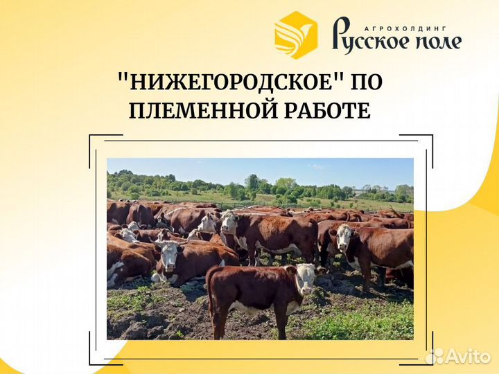 Животновод