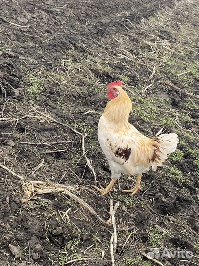 Молодые петушки