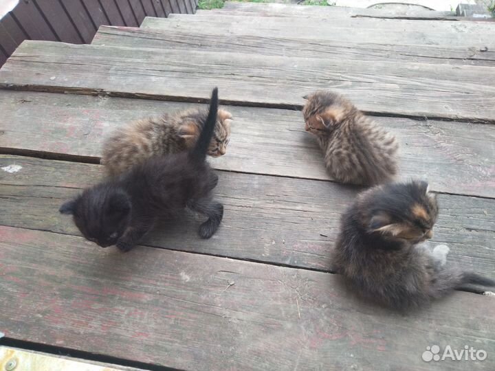 Котята в добрые руки