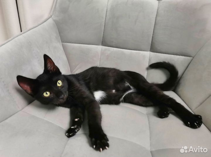 Котёнок чёрный мальчик