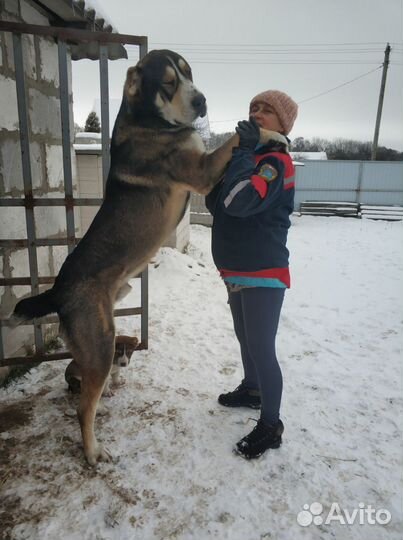 Кобель алабай