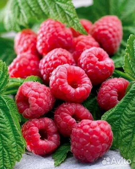 Малина сортовая красная и желтая