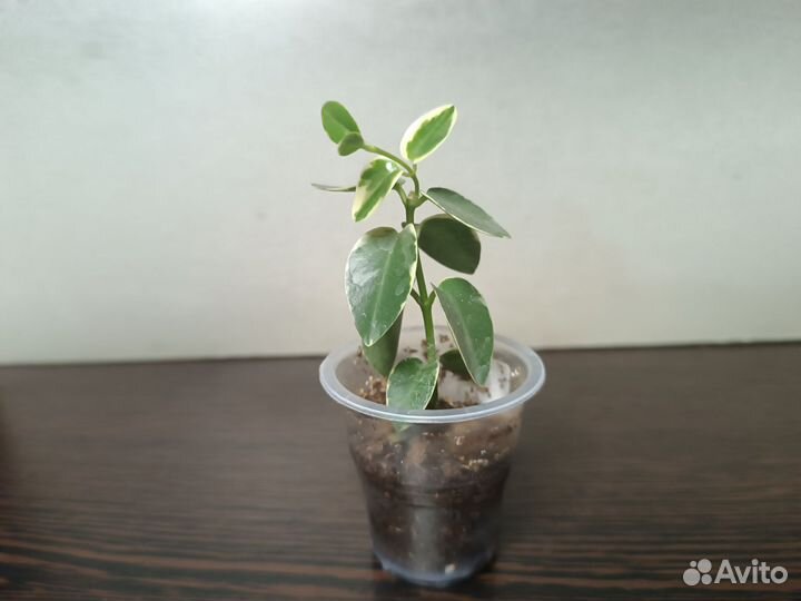 Хойи сортовые