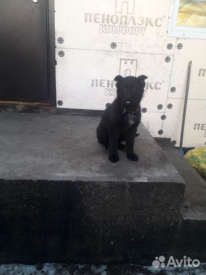 Немецкая овчарка