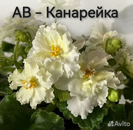 Фиалки сортовые