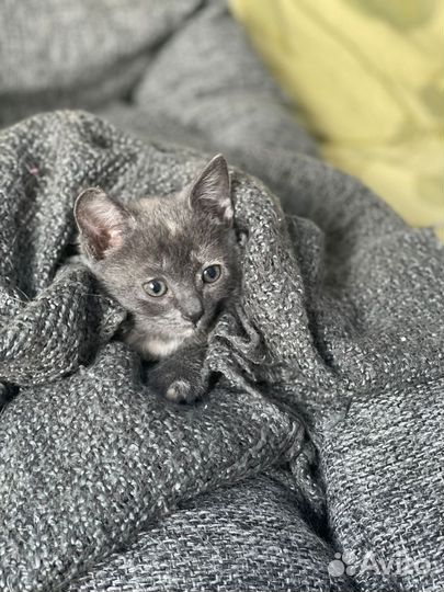 Девочка, 1,5 месяца