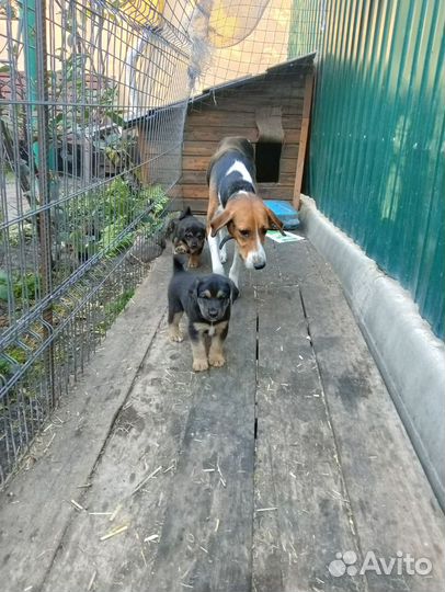 Продаю щенков