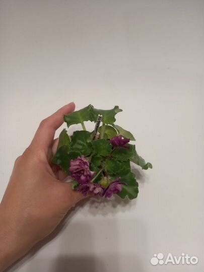 Цветущие фиалки