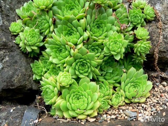 Молодило, каменная роза