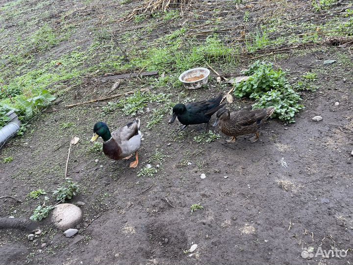 Изумрудная утка