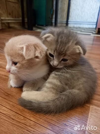 Вислоухие котята бесплатно