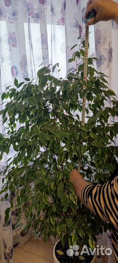 Фикус бенджамина большой
