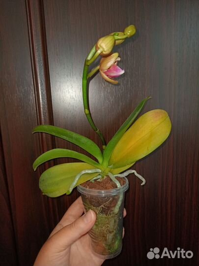 Фаленопсис пират пикоти бабочка