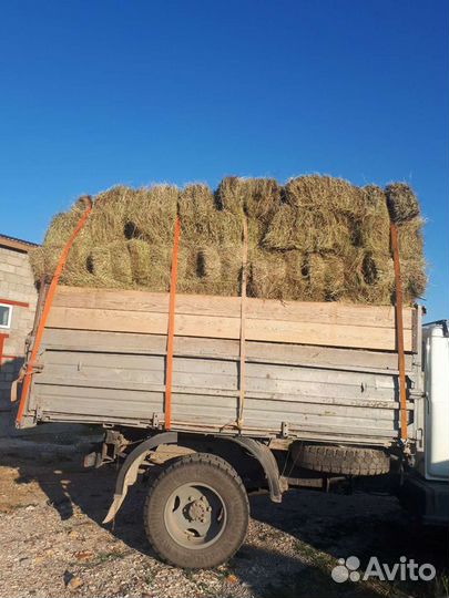 Сено(кастёр)