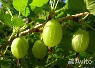 Калина бульденешь