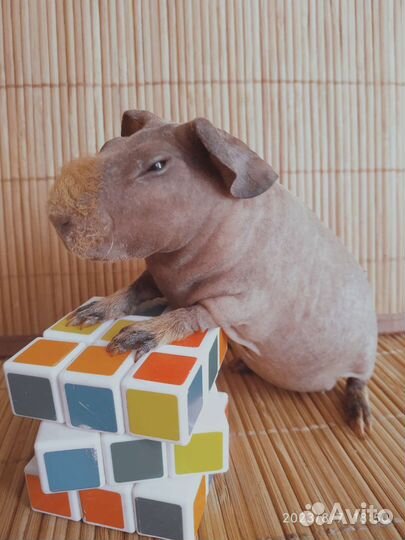 Морская свинка Скинни. Девочка