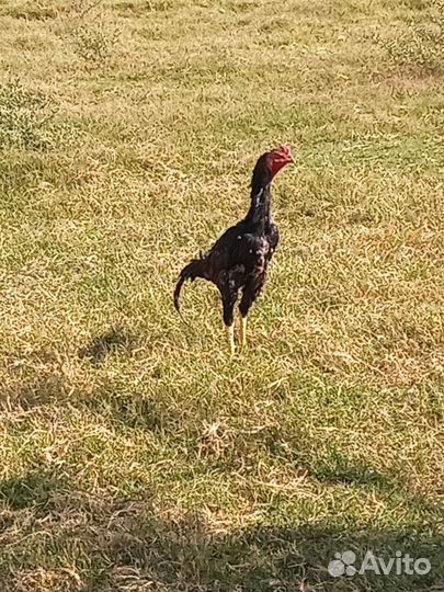 Бойцовые куры