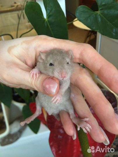 Крысята домашние