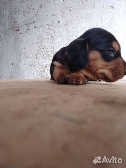 Щенки карликовой таксы