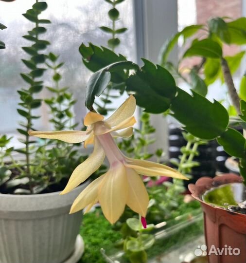 Декабрист шлюмбергера желтый