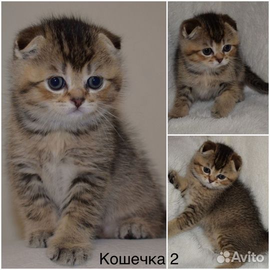 Шотландские котята