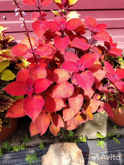 Колеусы вегетативные