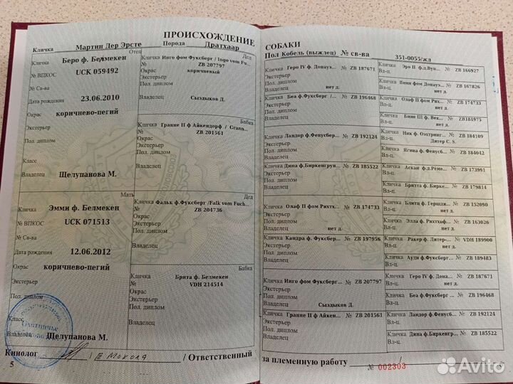 Вязка Дратхаар