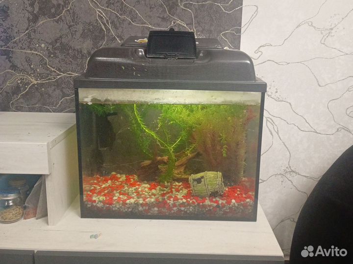 Два аквариума