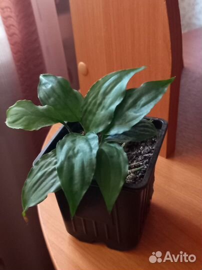 Комнатные растения: спатифиллум, крассула