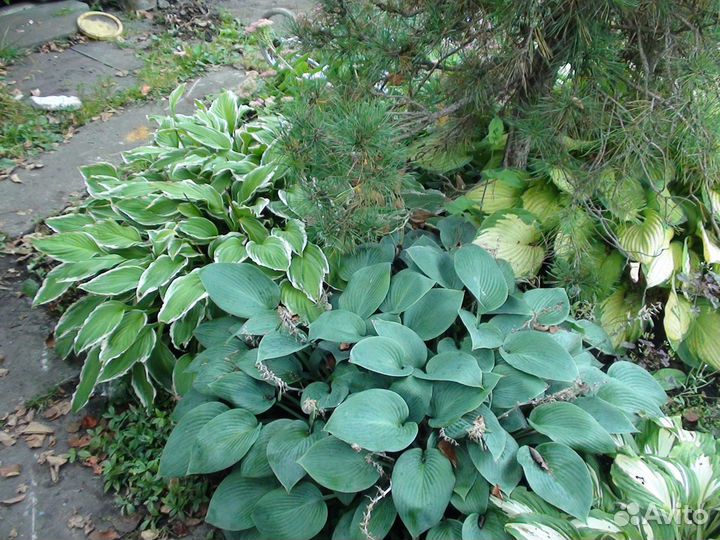 Садовые цветы и растения