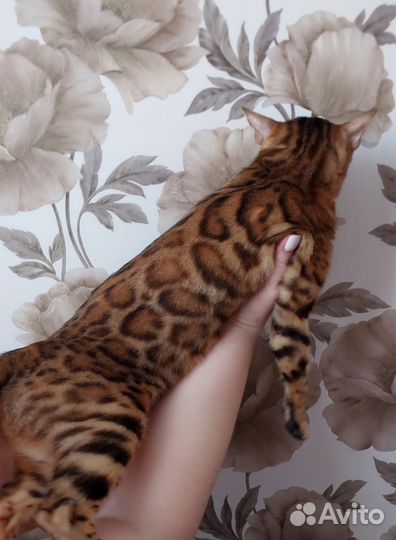 Бенгальская кошка в добрые руки