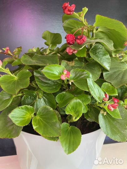 Бегония вечноцветущая красная