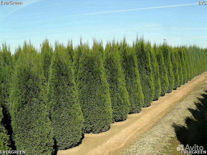 Туя с доставкой