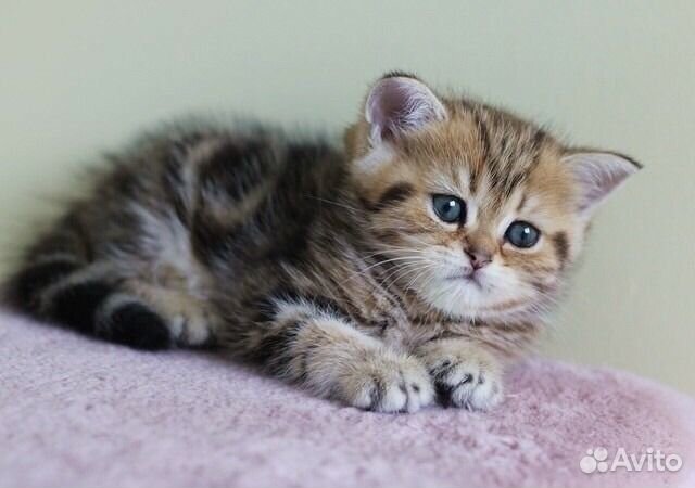 Британские котята мраморного окраса