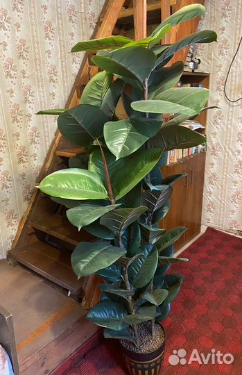 Фикус искусственный цветок