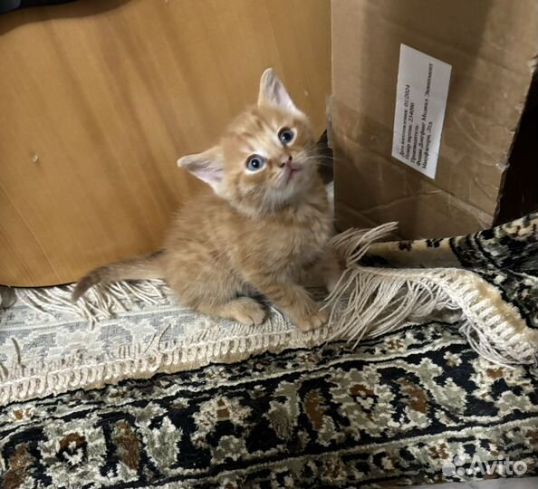 Домашние животные котята