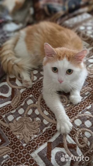 Ищем дом коту